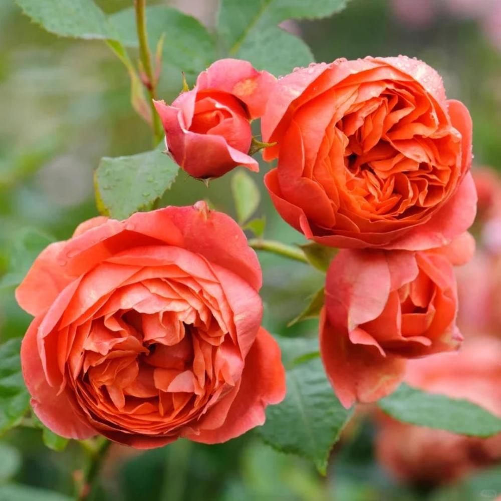 Summer Song Rose – Vibrant Orange Austin Rose