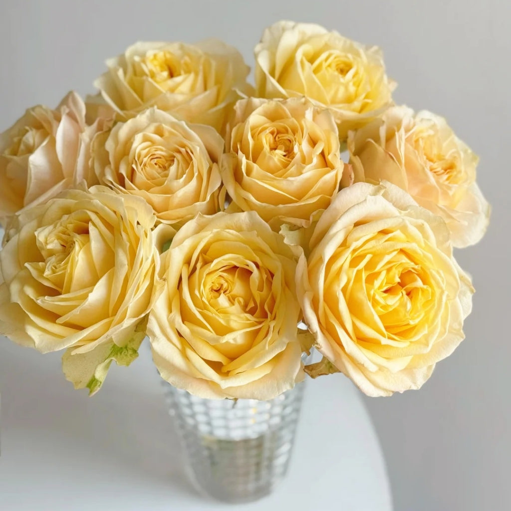 Summer Sunshine Rose