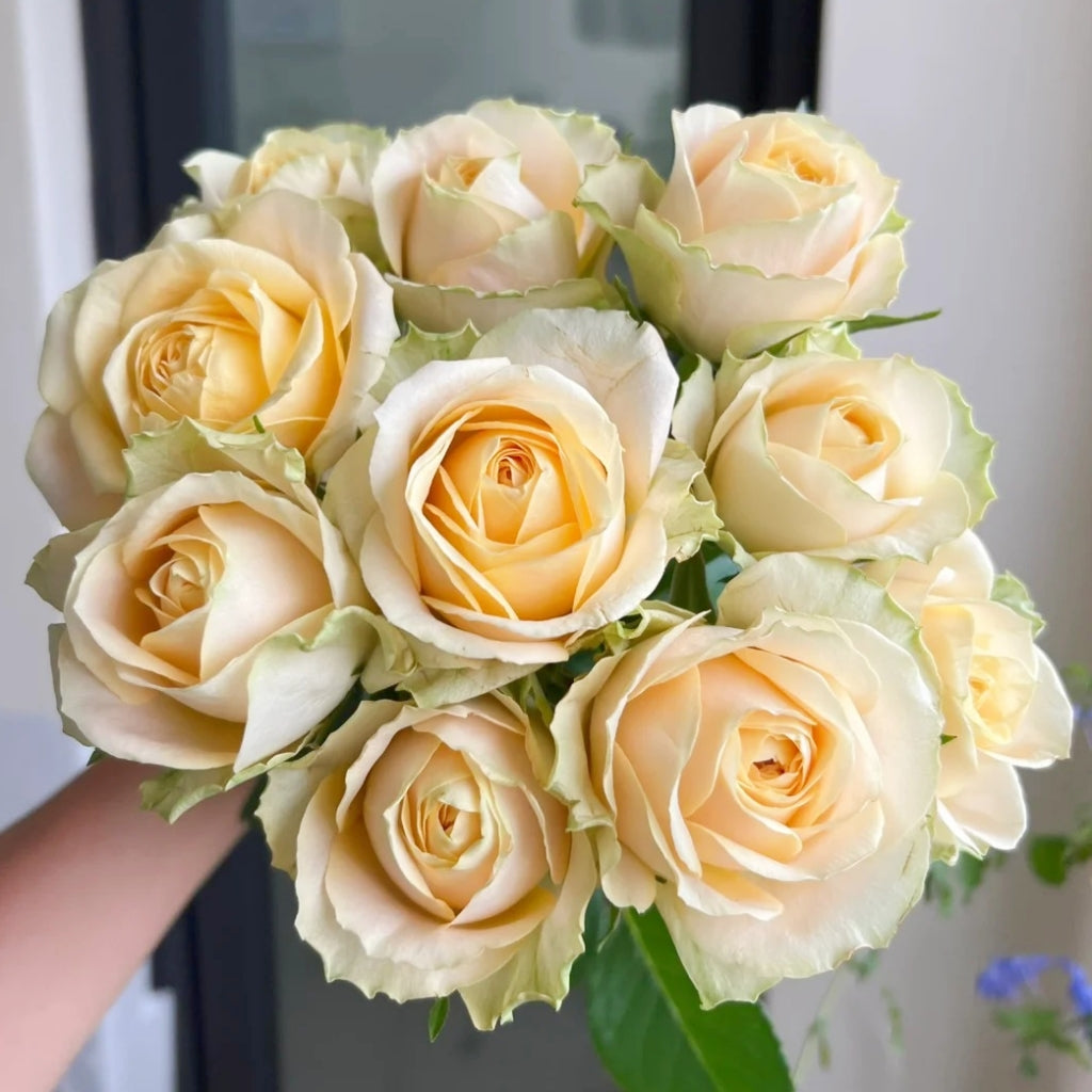 Summer Sunshine Rose