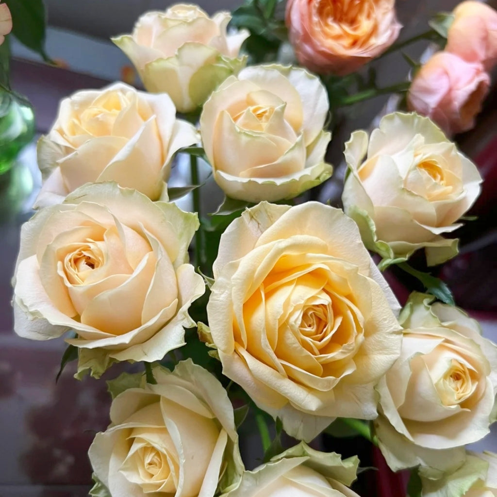 Summer Sunshine Rose