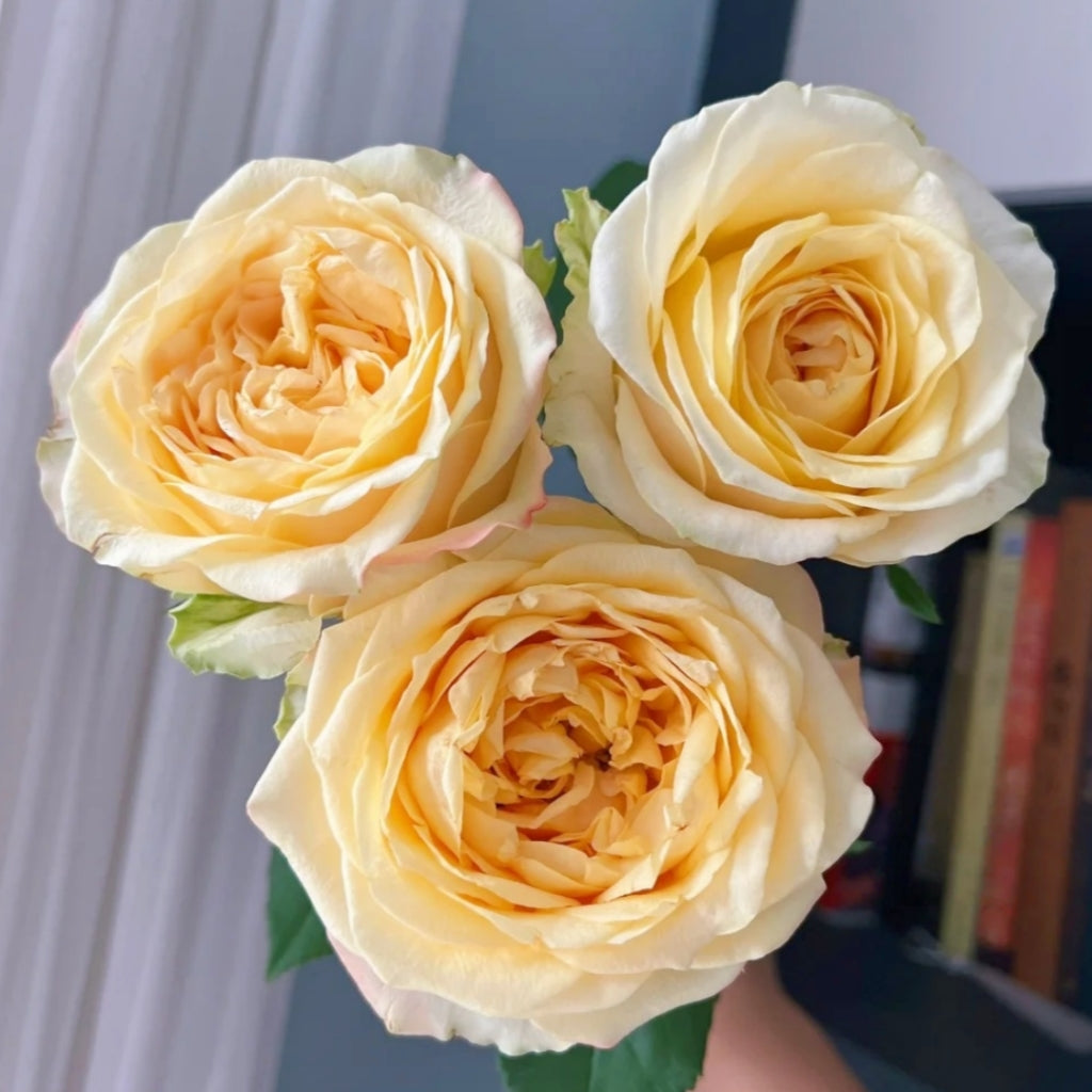 Summer Sunshine Rose