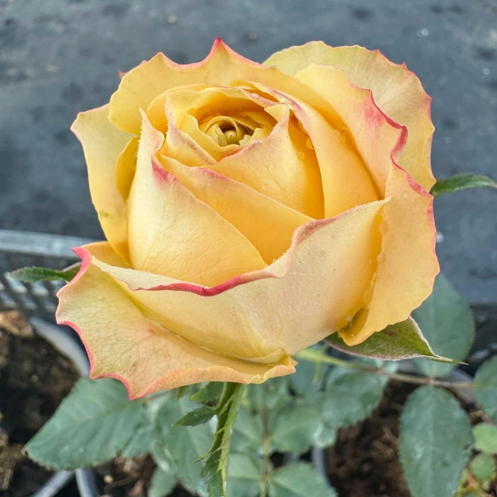 Summer Sunshine Rose
