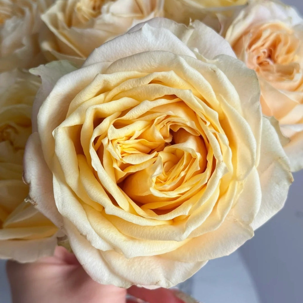 Summer Sunshine Rose