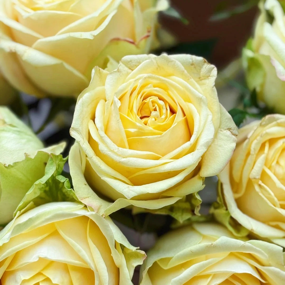 Summer Sunshine Rose