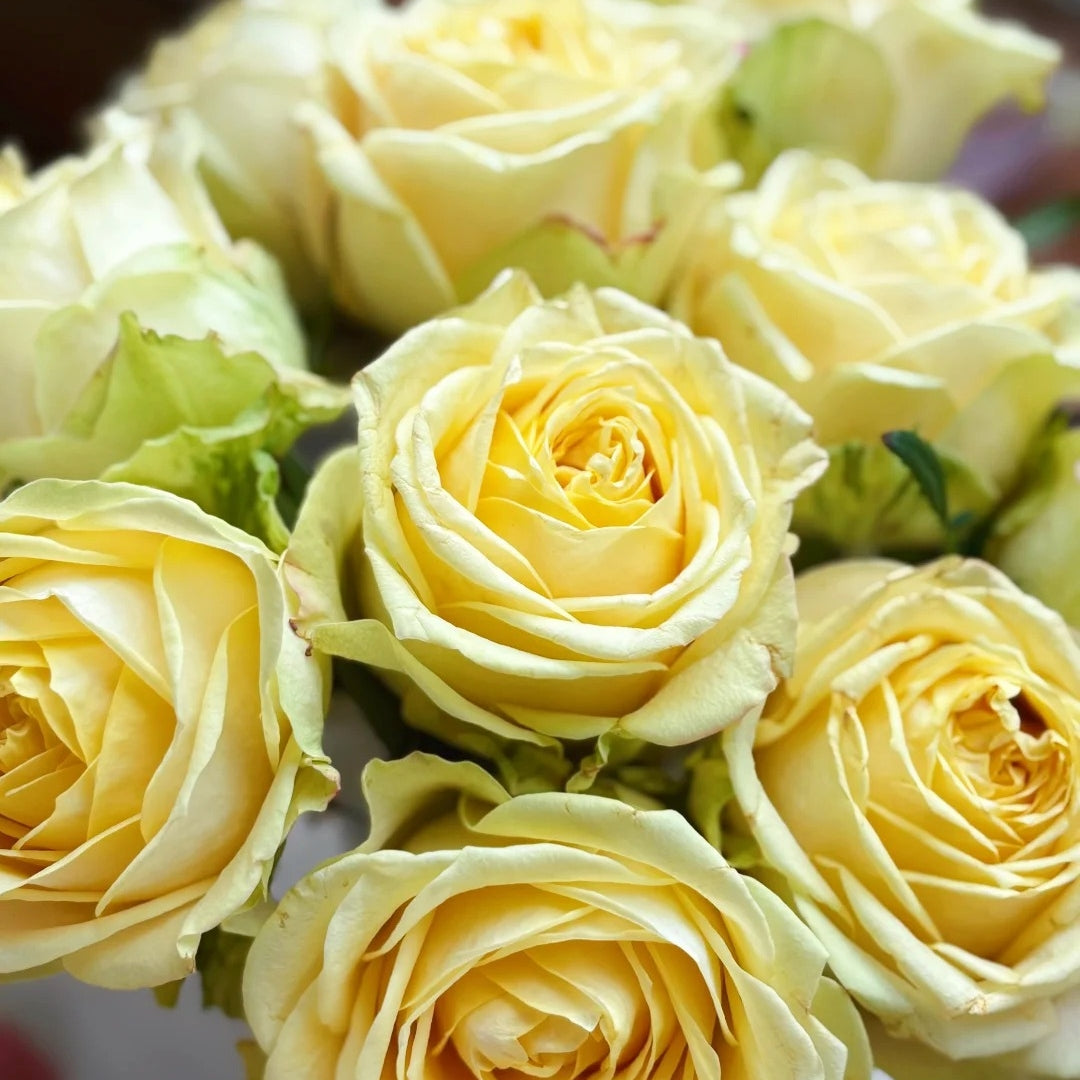 Summer Sunshine Rose