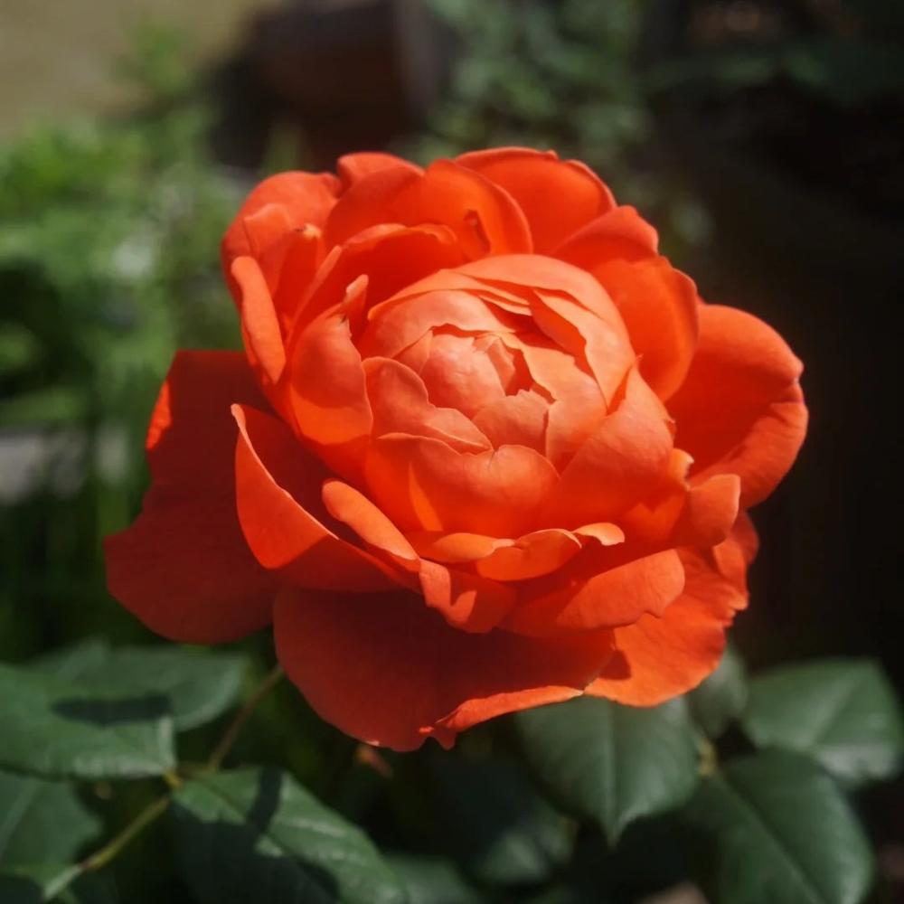 Summer Song Rose – Vibrant Orange Austin Rose