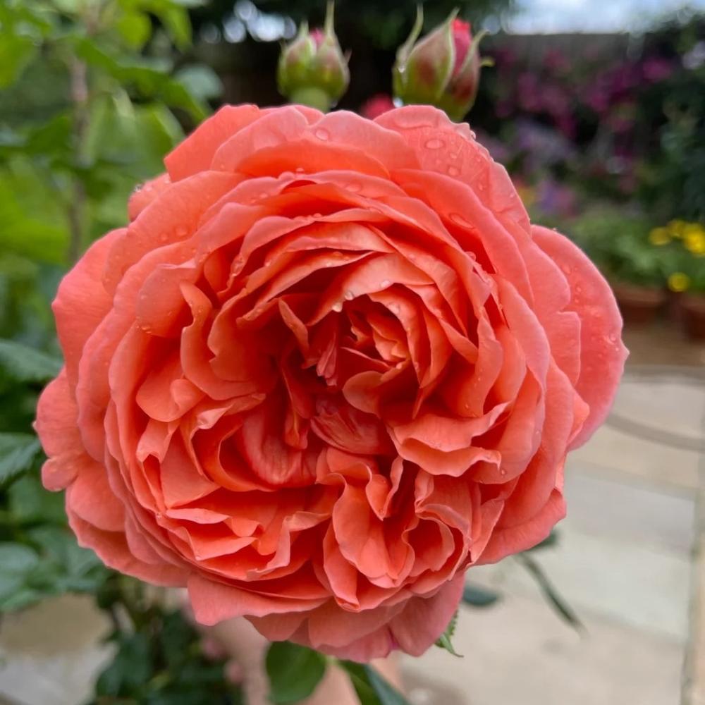 Summer Song Rose – Vibrant Orange Austin Rose