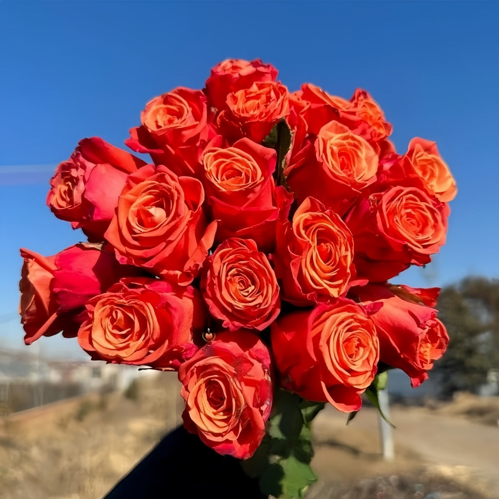 Sunset Coloured Roses Sunset Glow Rose – Rosesplant