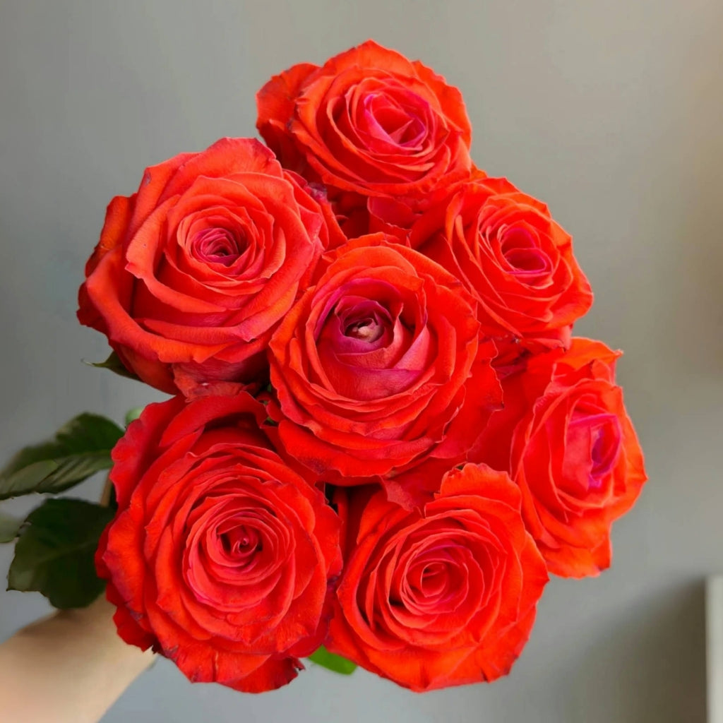 Sunset Glow Rose
