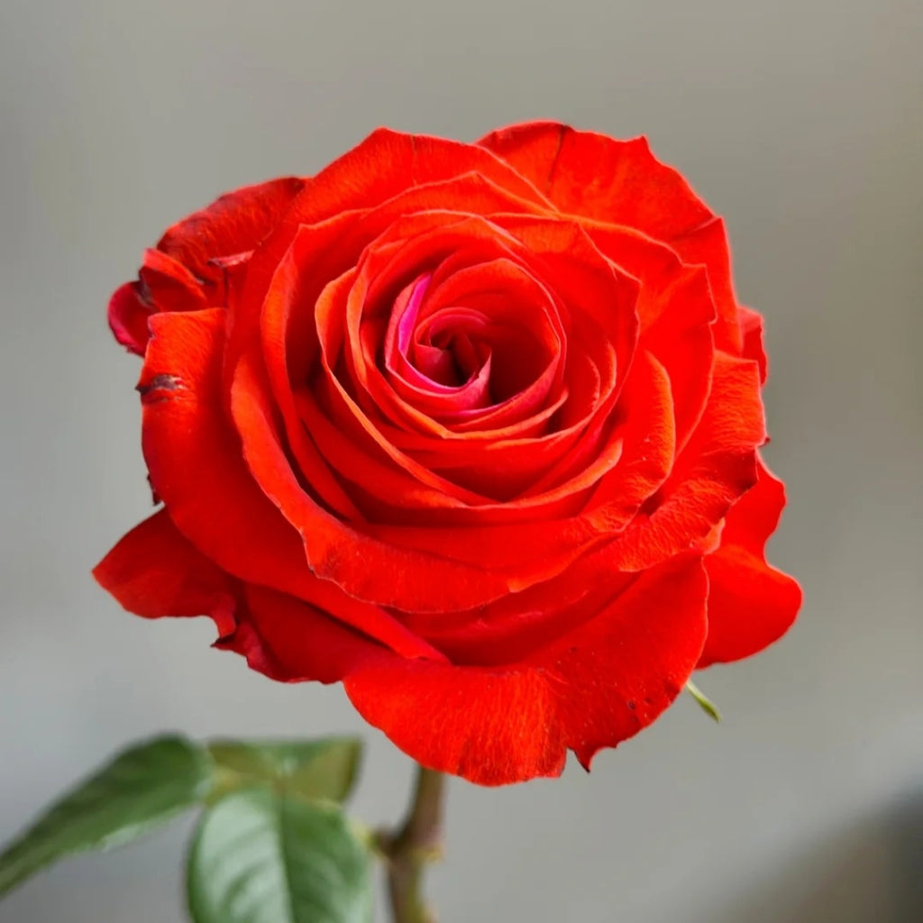 Sunset Glow Rose