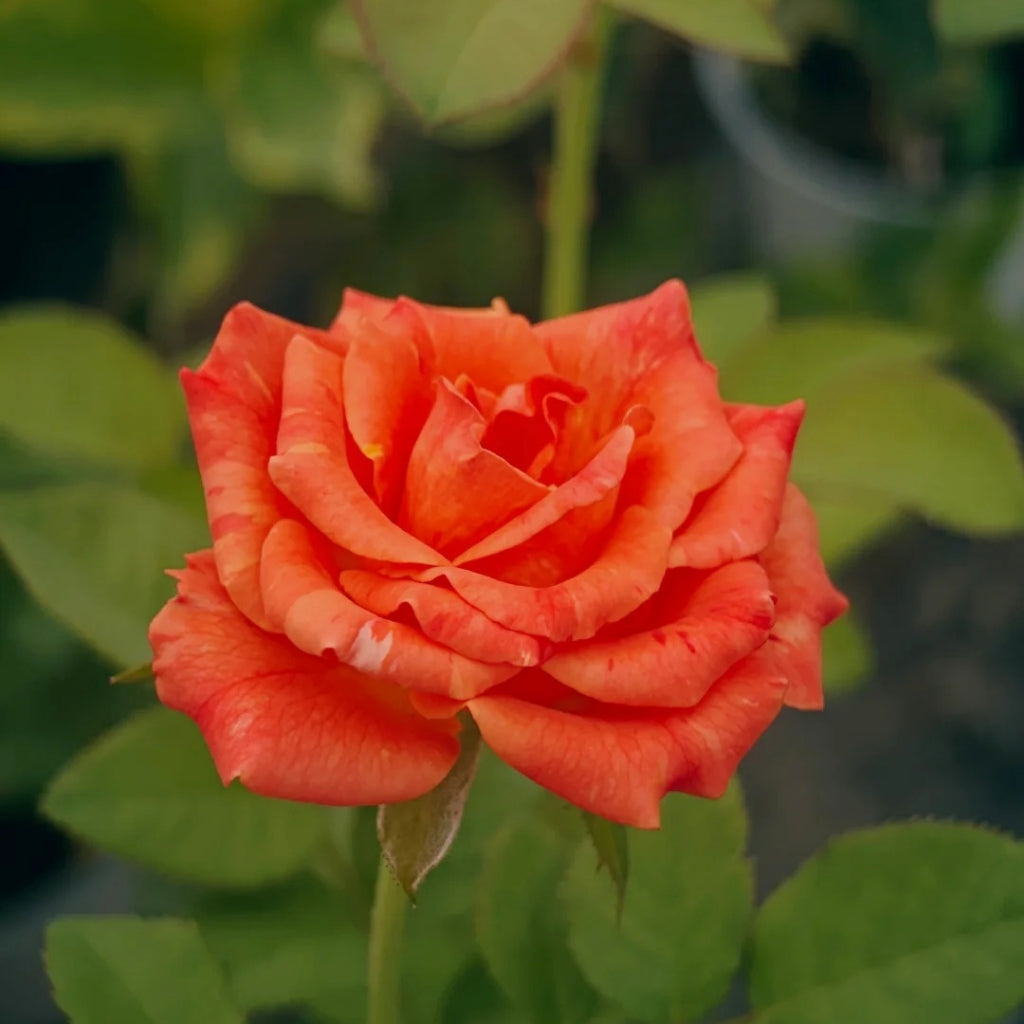 Sunset Glow Rose
