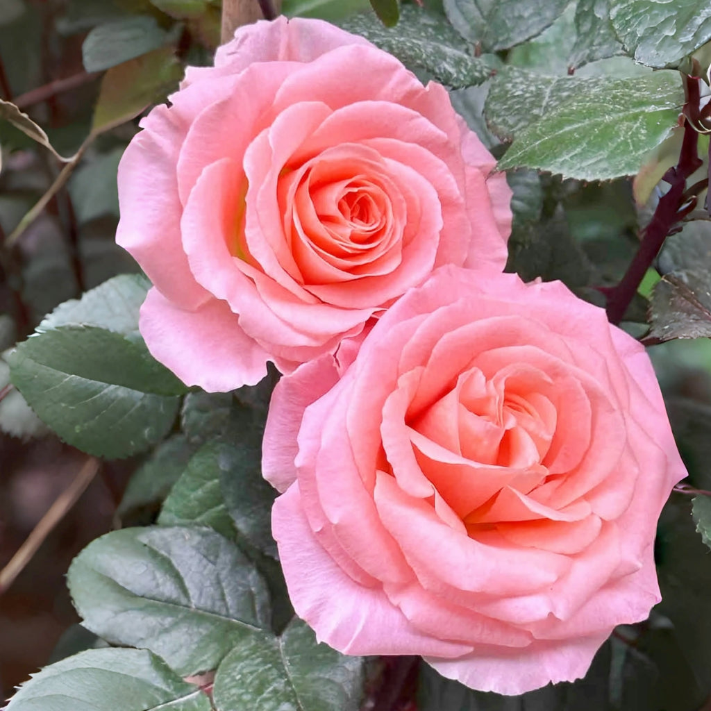 Superstition Rose
