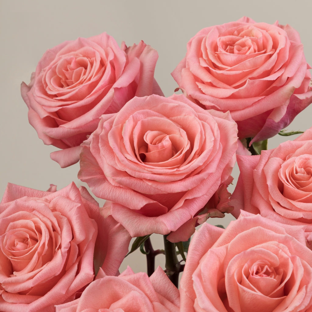 Superstition Rose