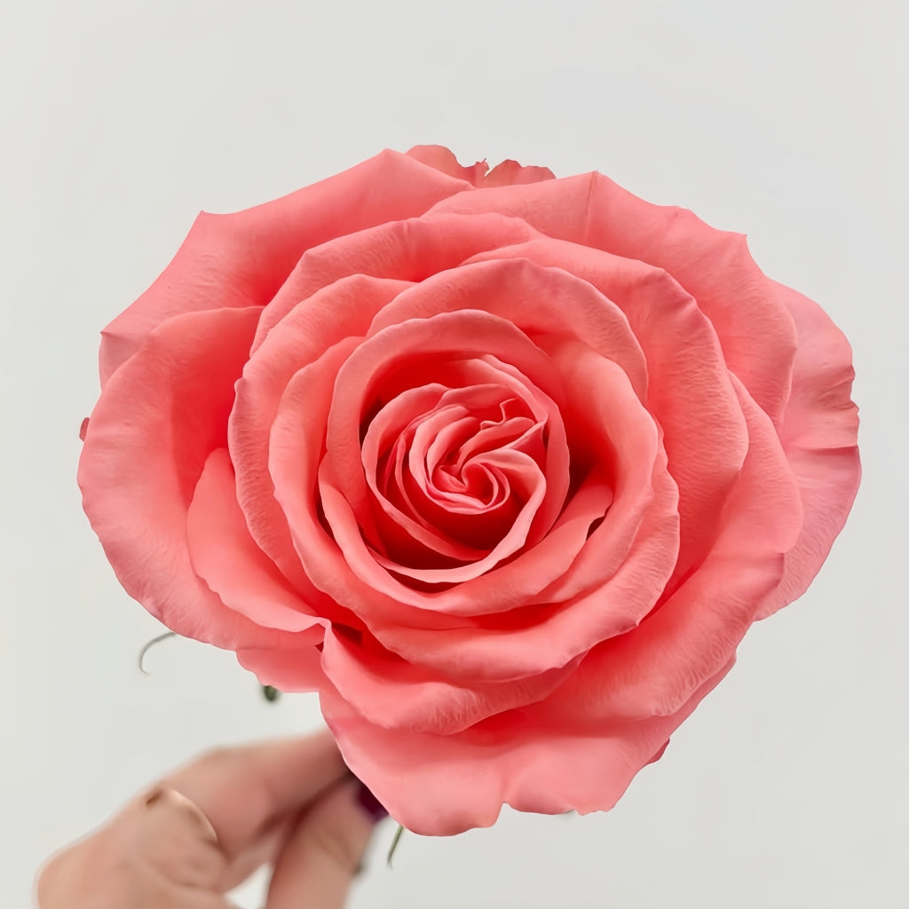 Superstition Rose