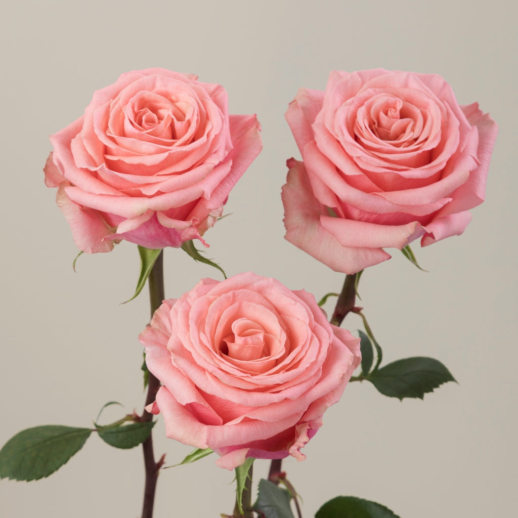 Superstition Rose