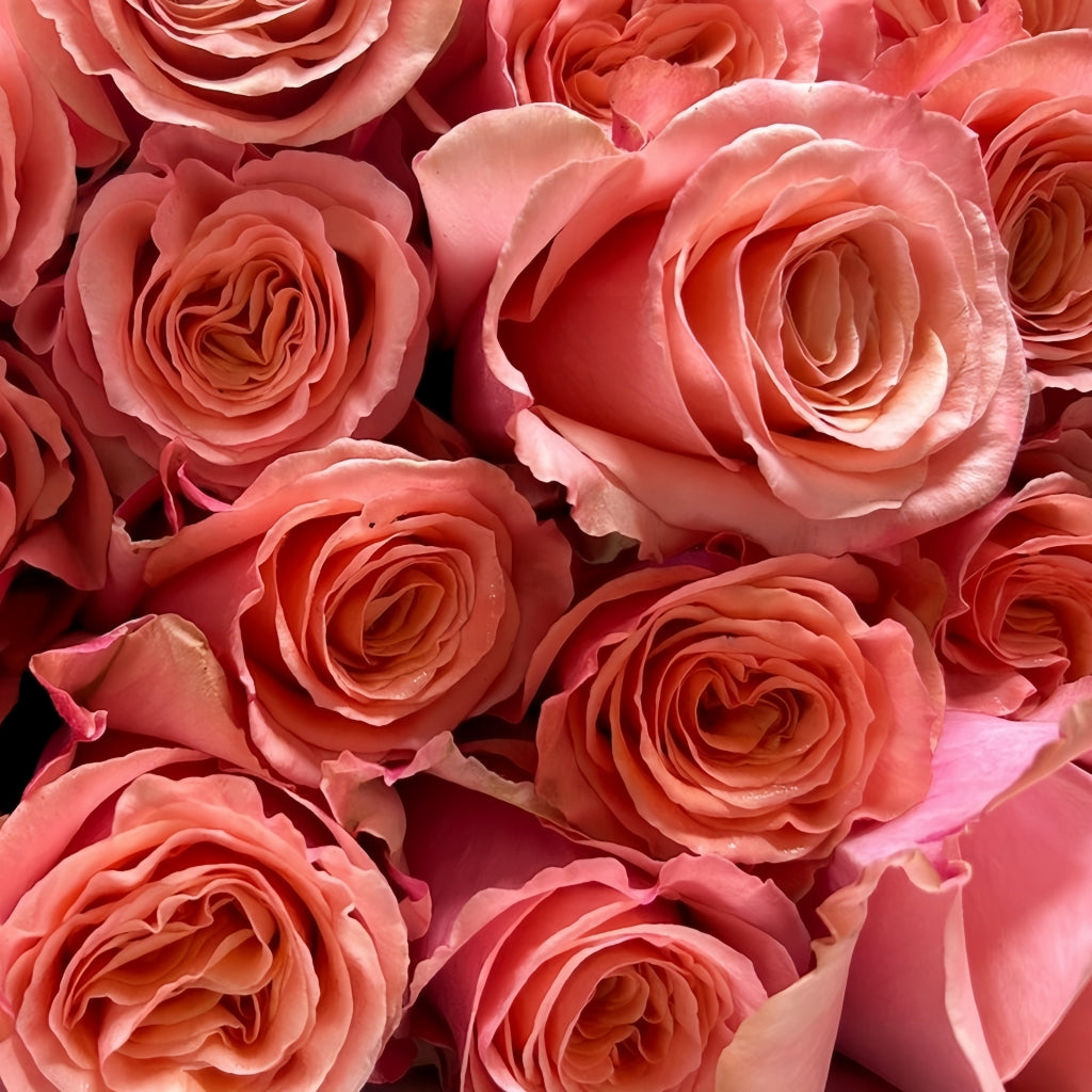 Superstition Rose
