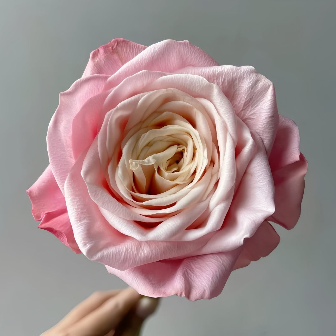 Suplesse Rose