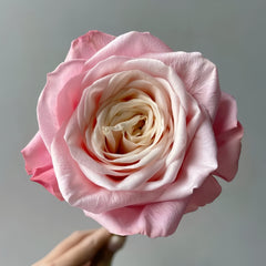 Suplesse Rose