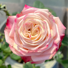 Suplesse Rose
