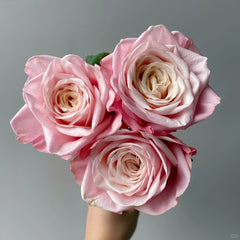 Suplesse Rose