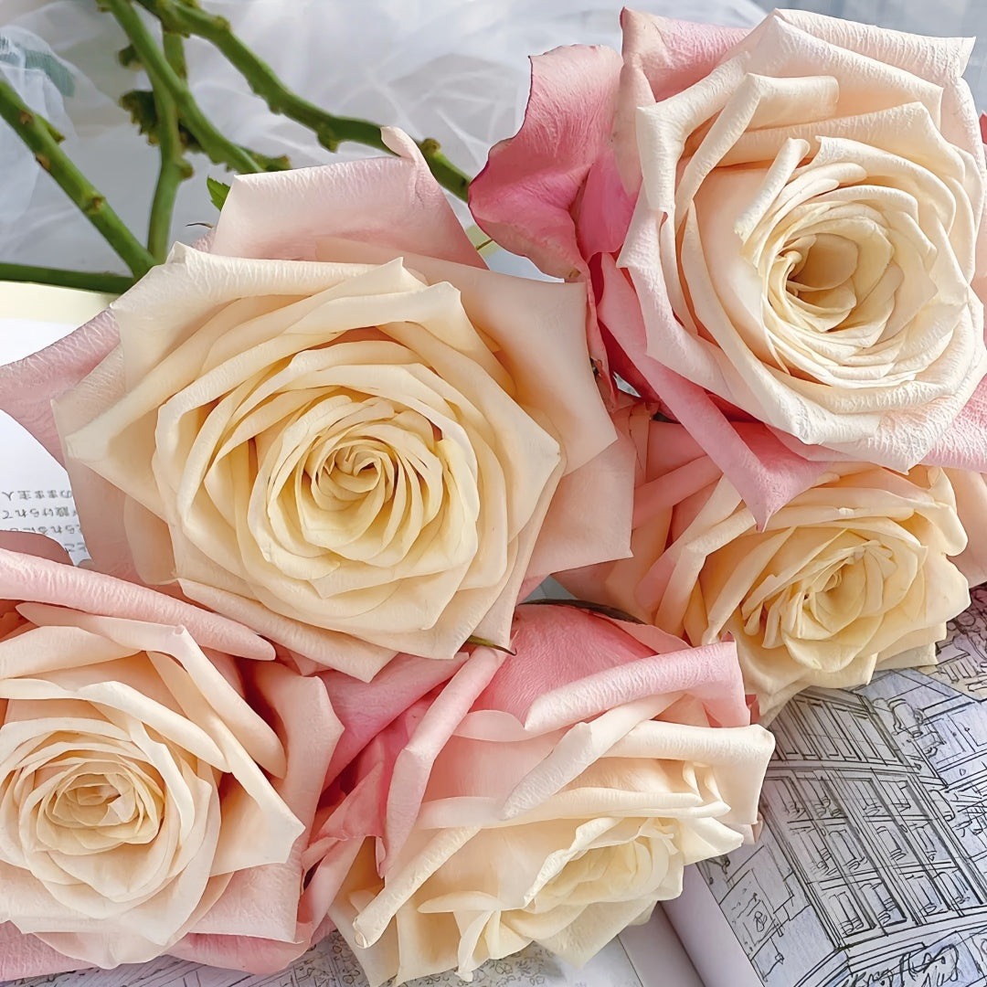 Suplesse Rose