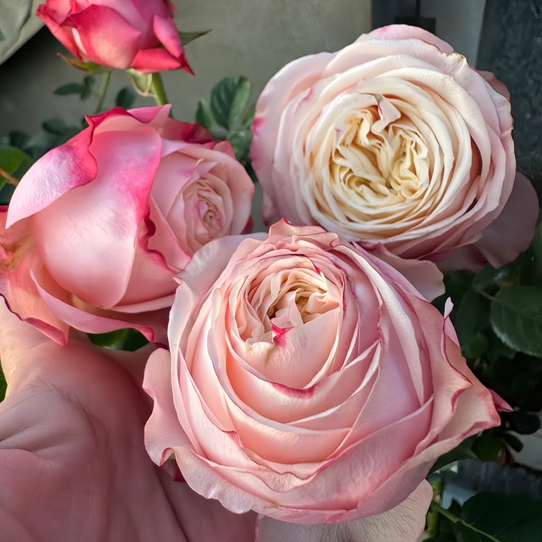Suplesse Rose