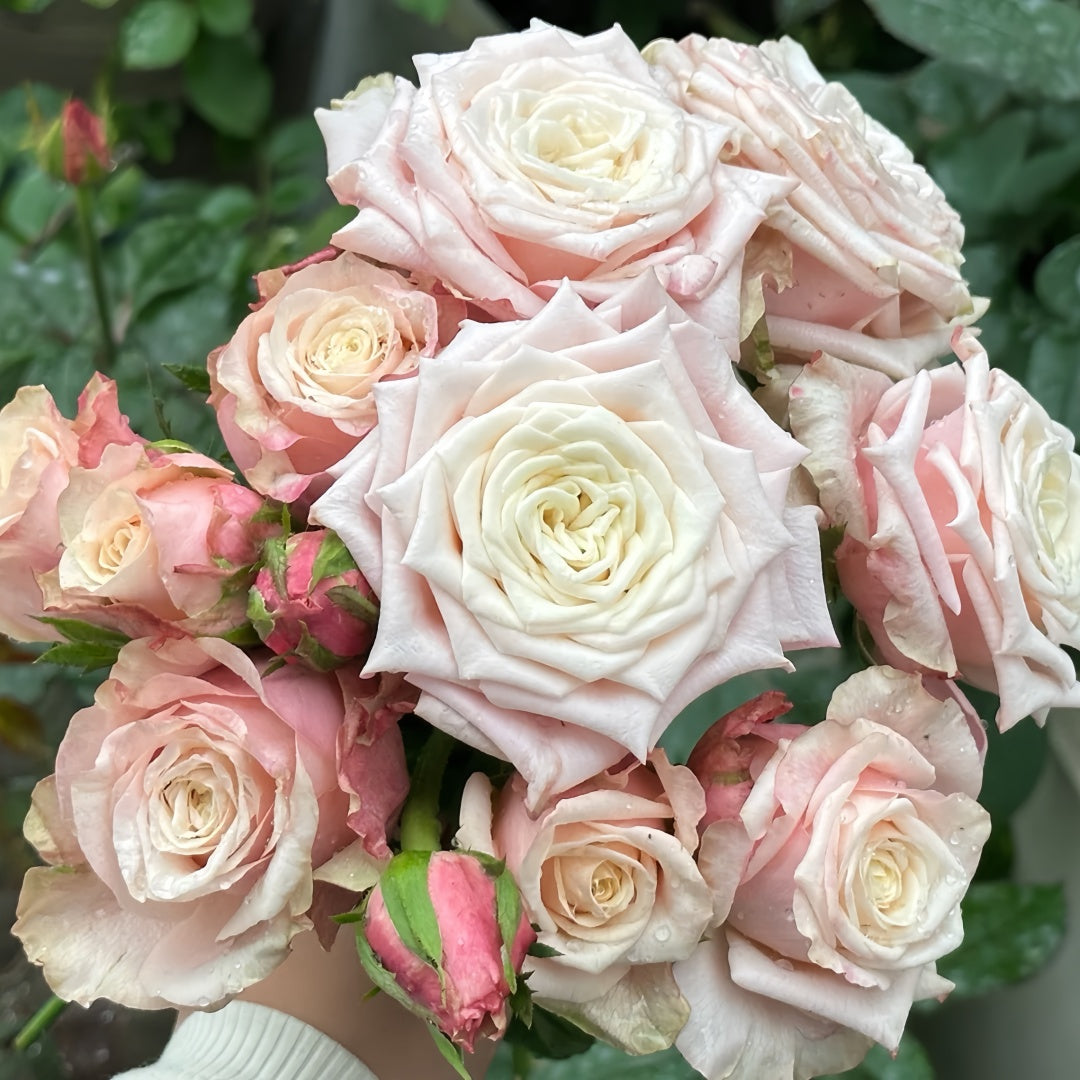 Suplesse Rose