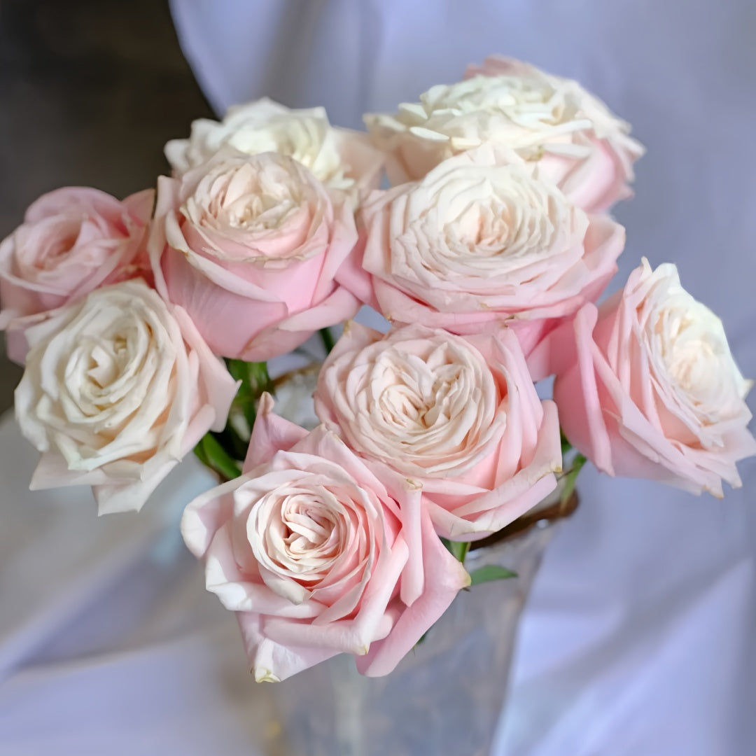 Suplesse Rose
