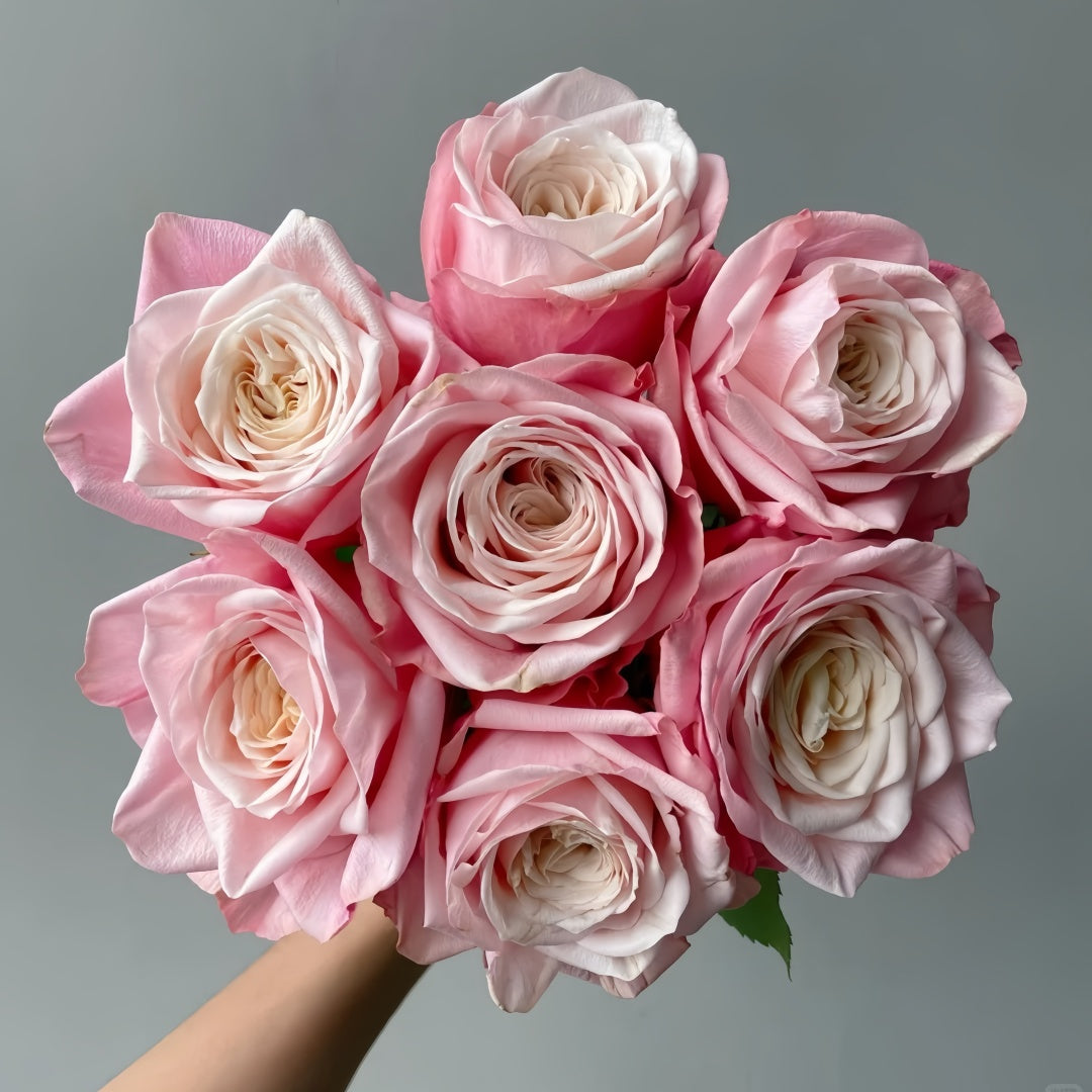 Suplesse Rose