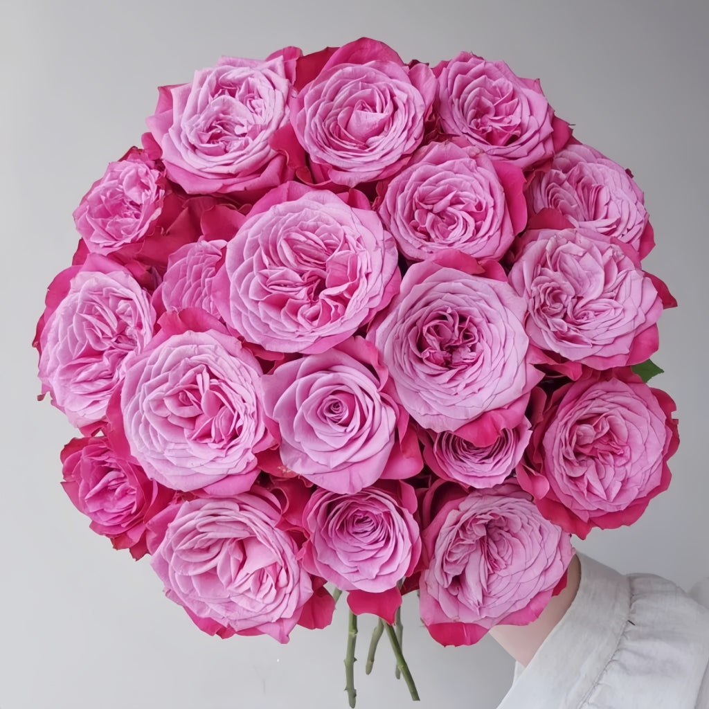 Susan Roses Photos Susan Rose – Rosesplant