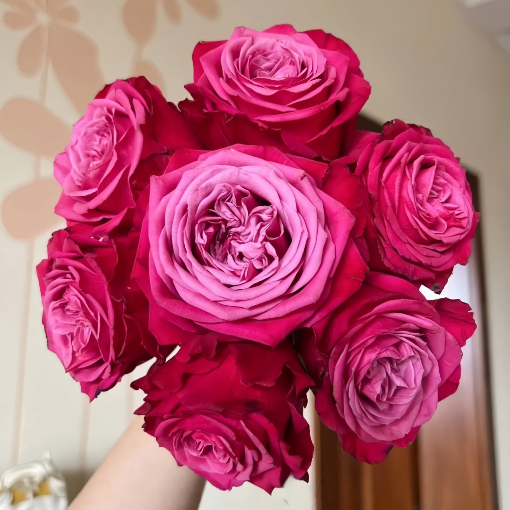Susan Roses Dancing Ritemed Susan Rose – Rosesplant