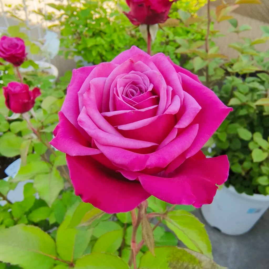 Susan Roses Dancing Ritemed Susan Rose – Rosesplant
