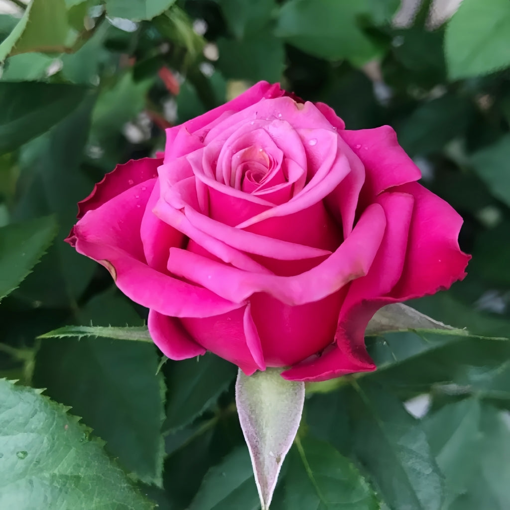 Susan Roses Photos Susan Rose – Rosesplant