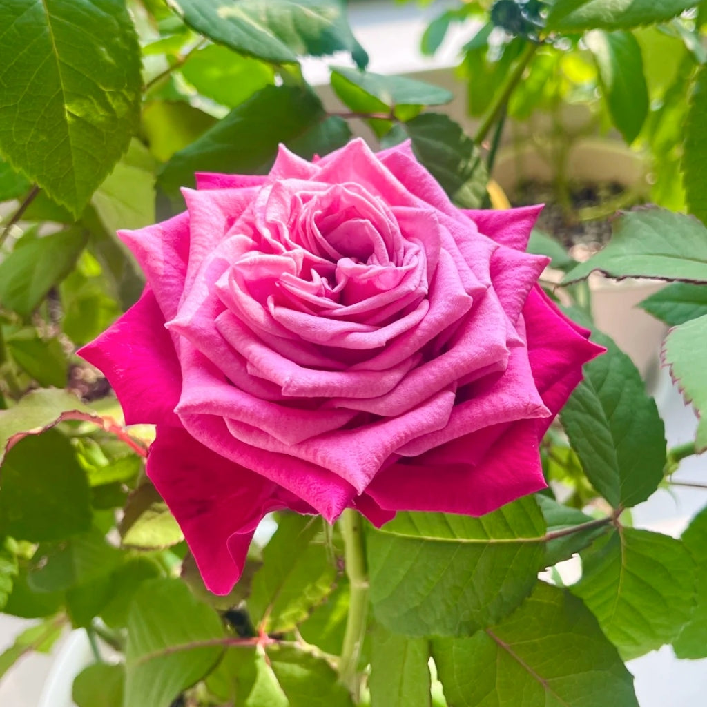 Susan Roses Dancing Ritemed Susan Rose – Rosesplant