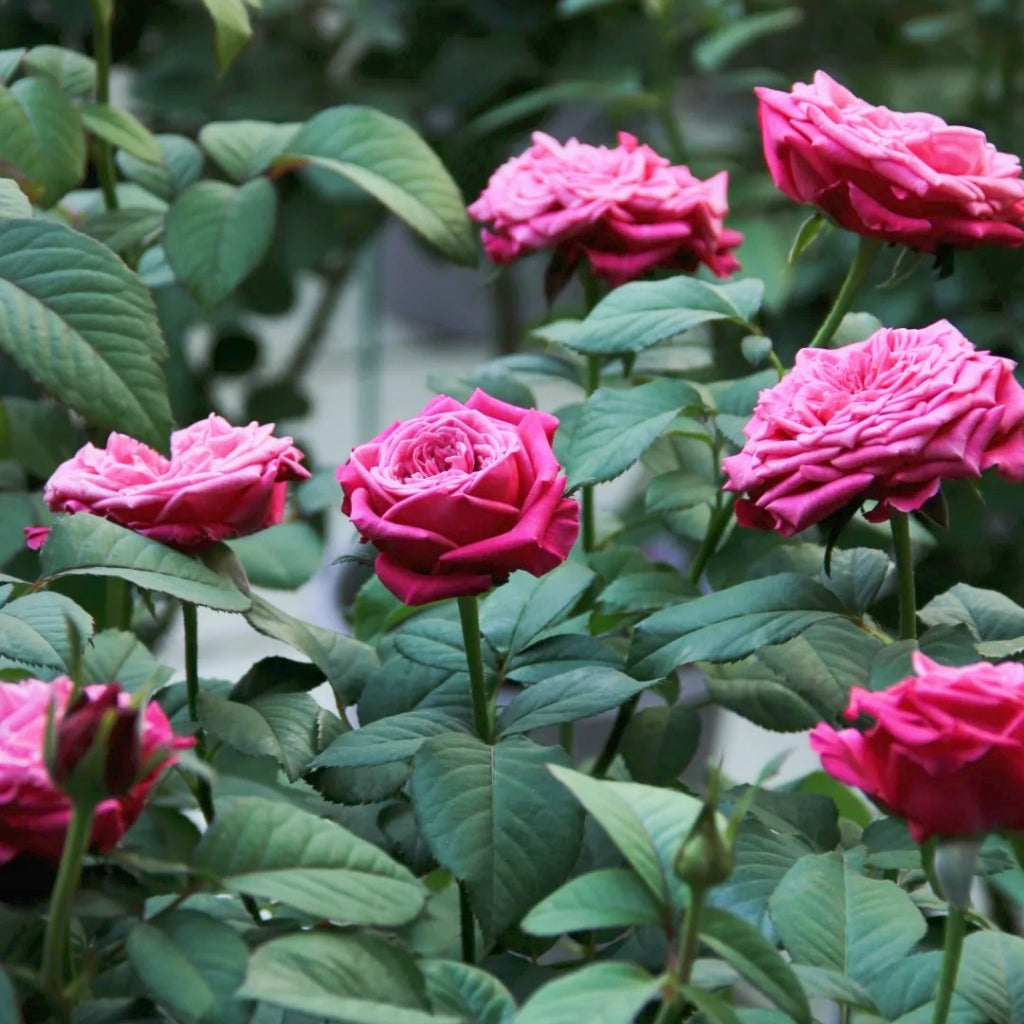 Susan Roses Dancing Ritemed Susan Rose – Rosesplant