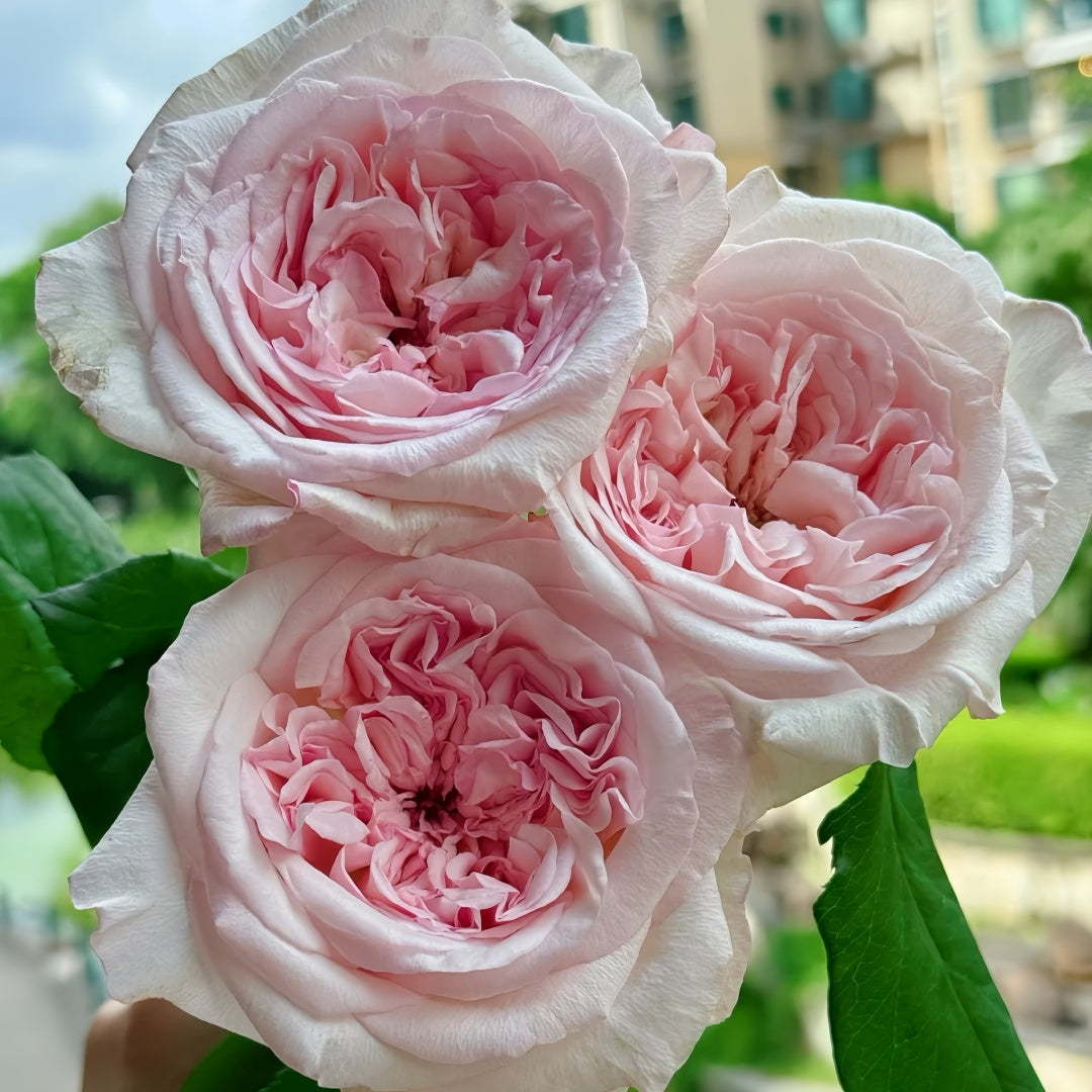 Swan Lake Rose