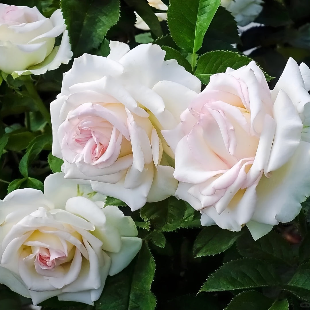 Swan Lake Rose