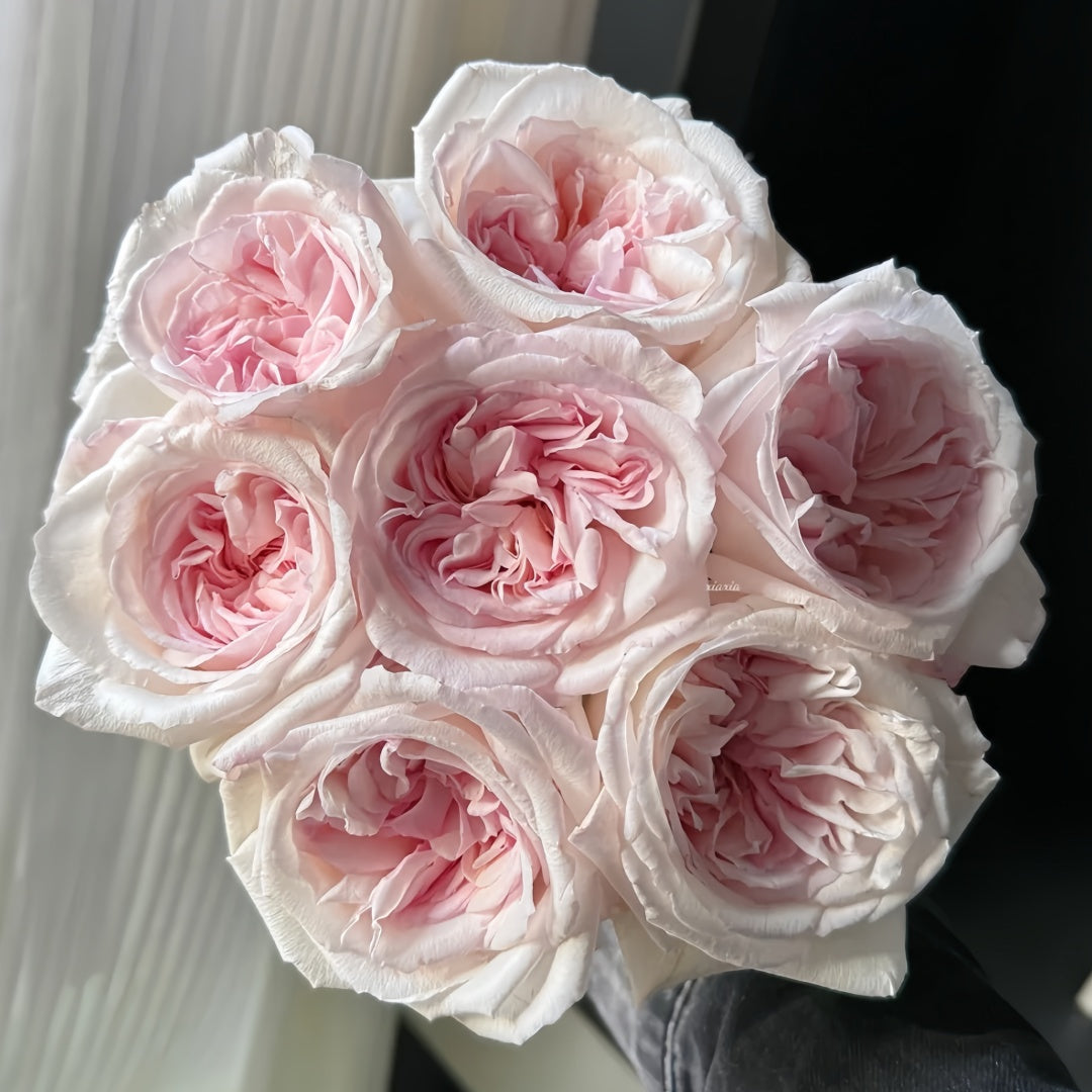 Swan Lake Rose