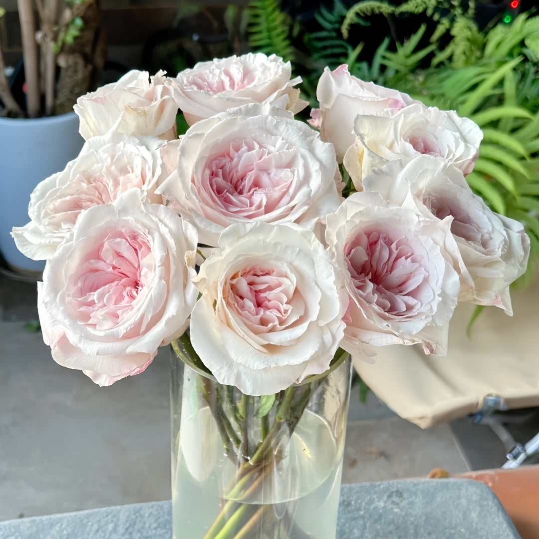 Swan Lake Rose