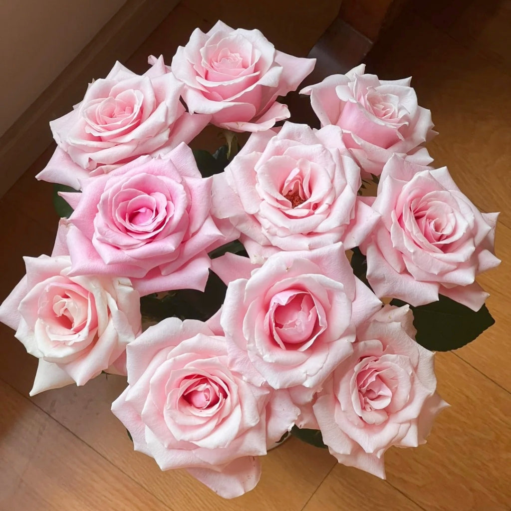 Sweet Lady Rose