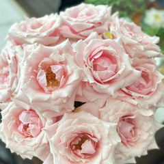 Sweet Lady Rose