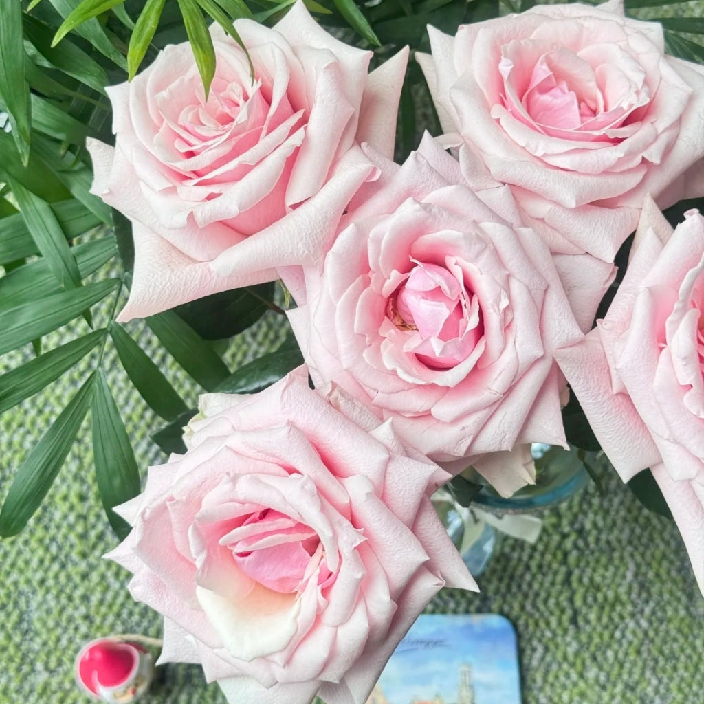 Sweet Lady Rose