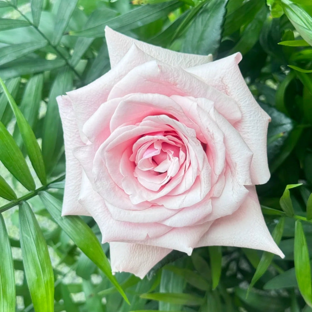 Sweet Lady Rose