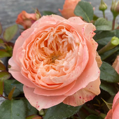 Sweet Harper Rose