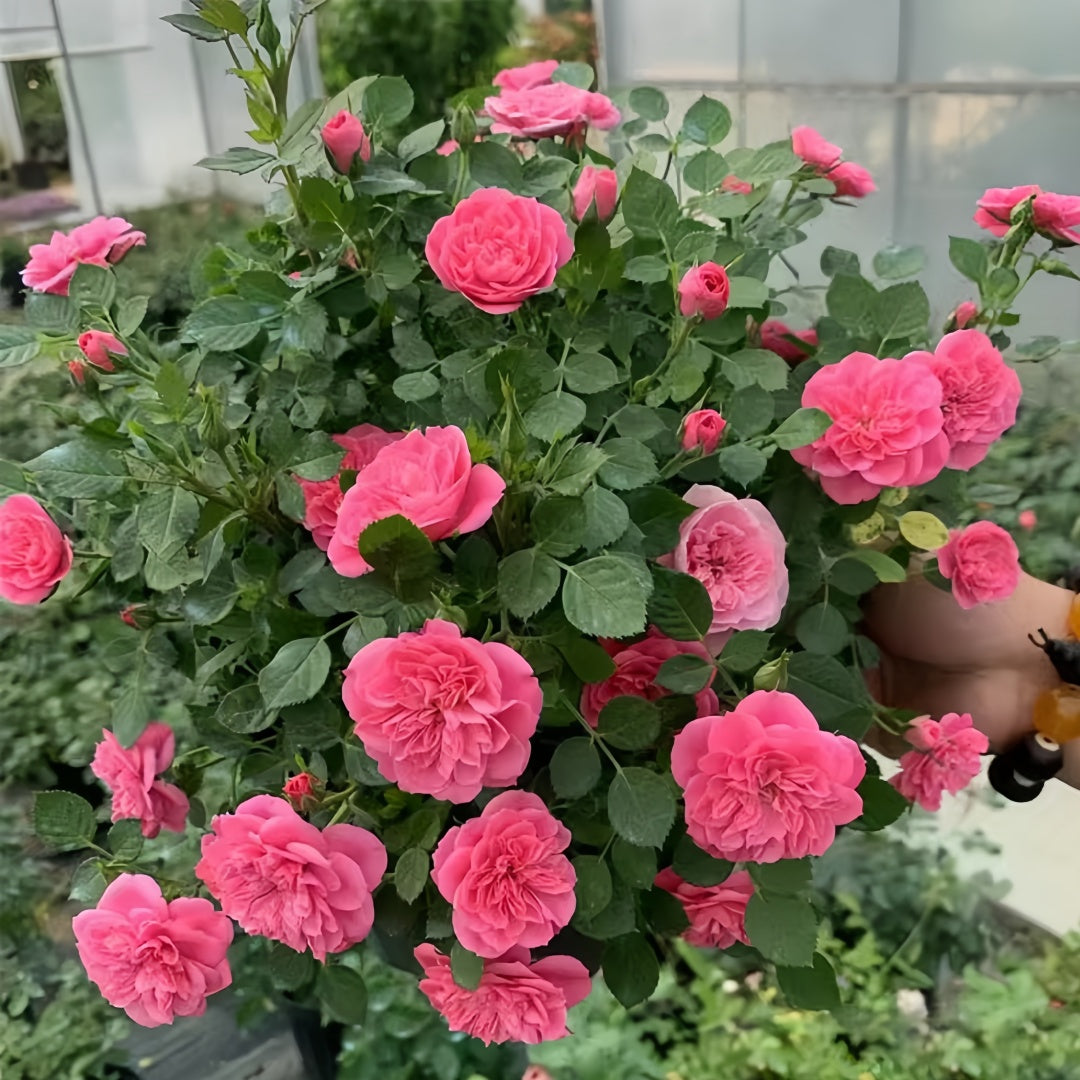 Sweetheart memory Rose
