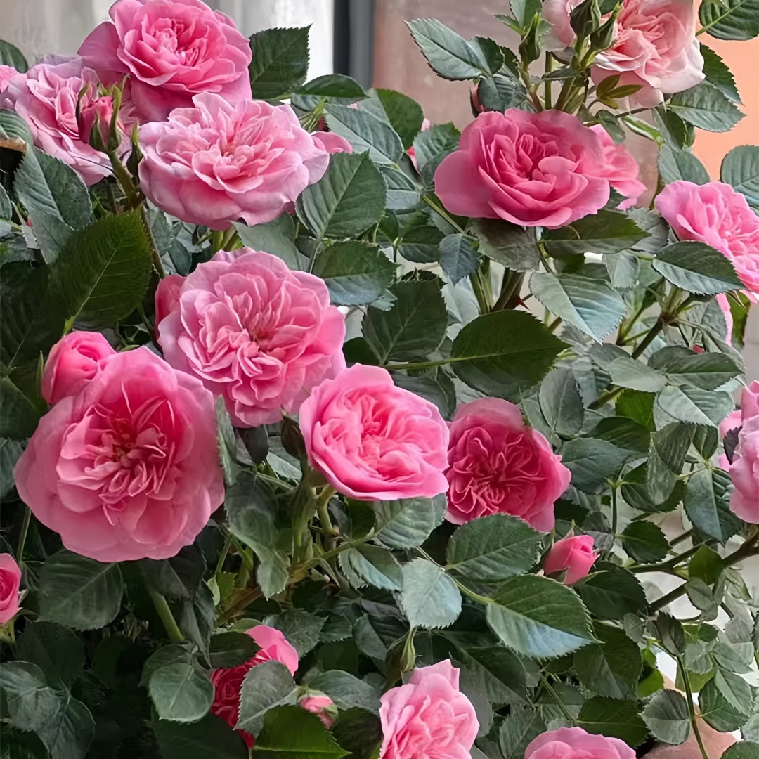Sweetheart memory Rose