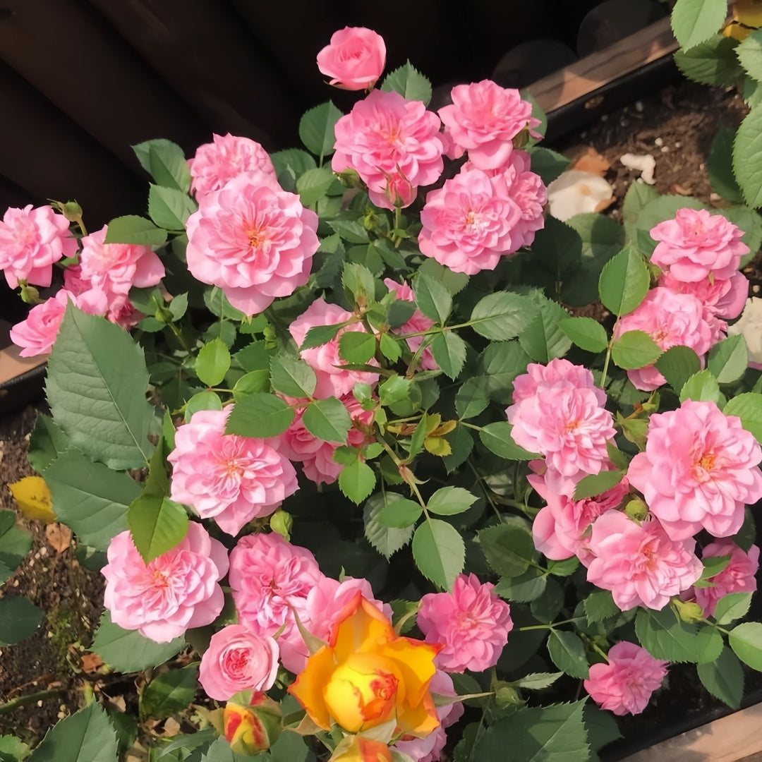 Sweetheart memory Rose