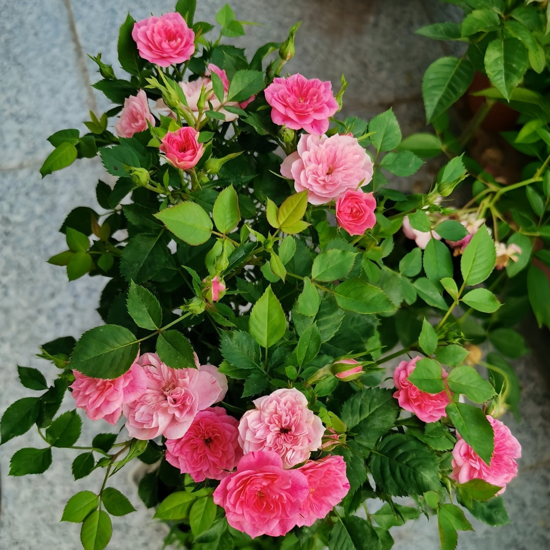 Sweetheart memory Rose