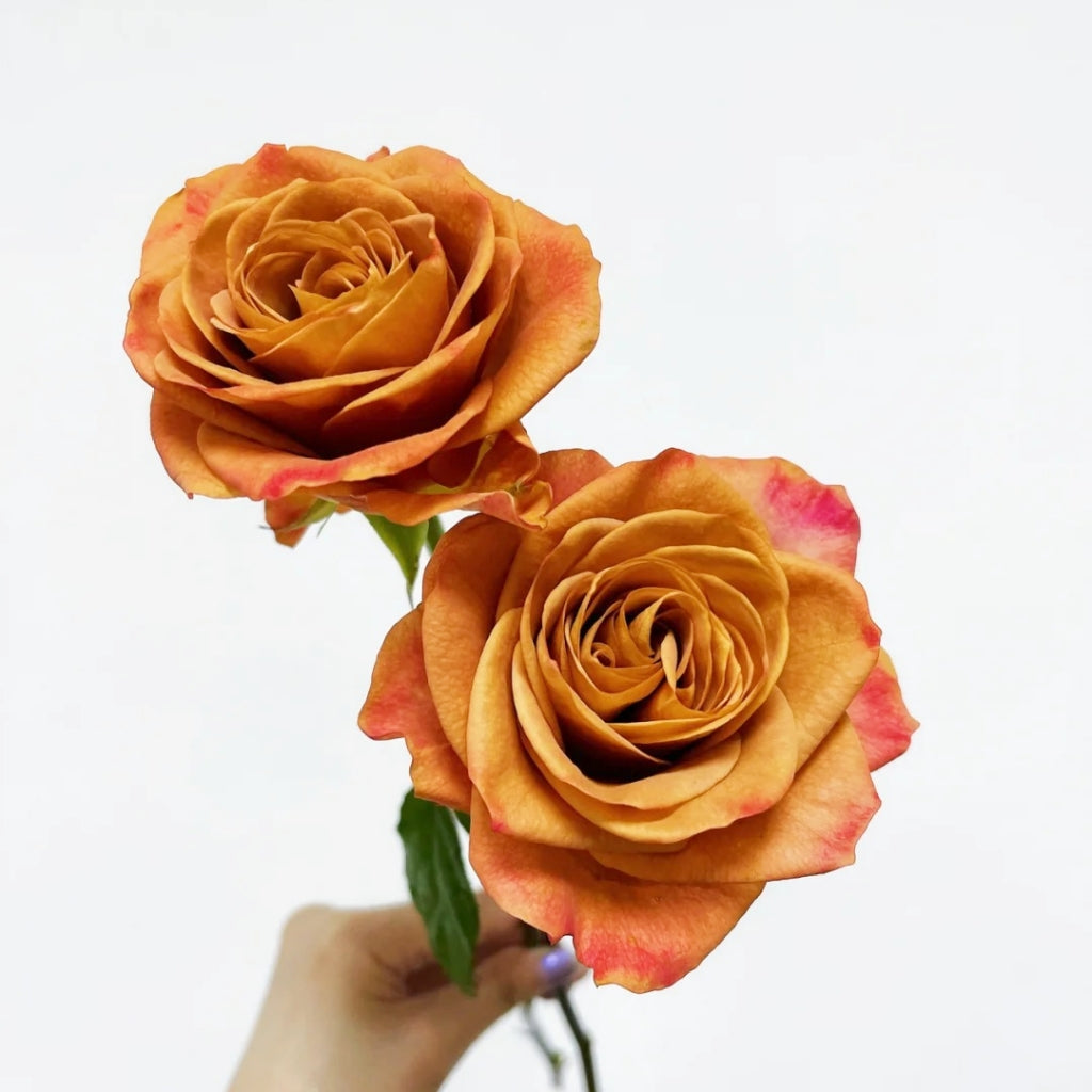Symbol Rose
