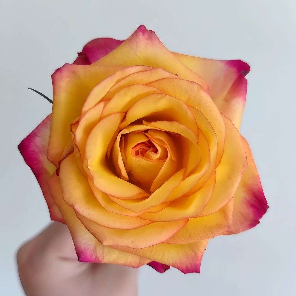 Tao Zhi Yao Yao Rose